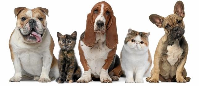 Chamisa Veterinary Services gallery image