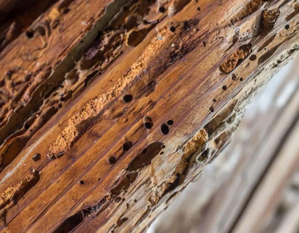 Central Arkansas Pest Services gallery image